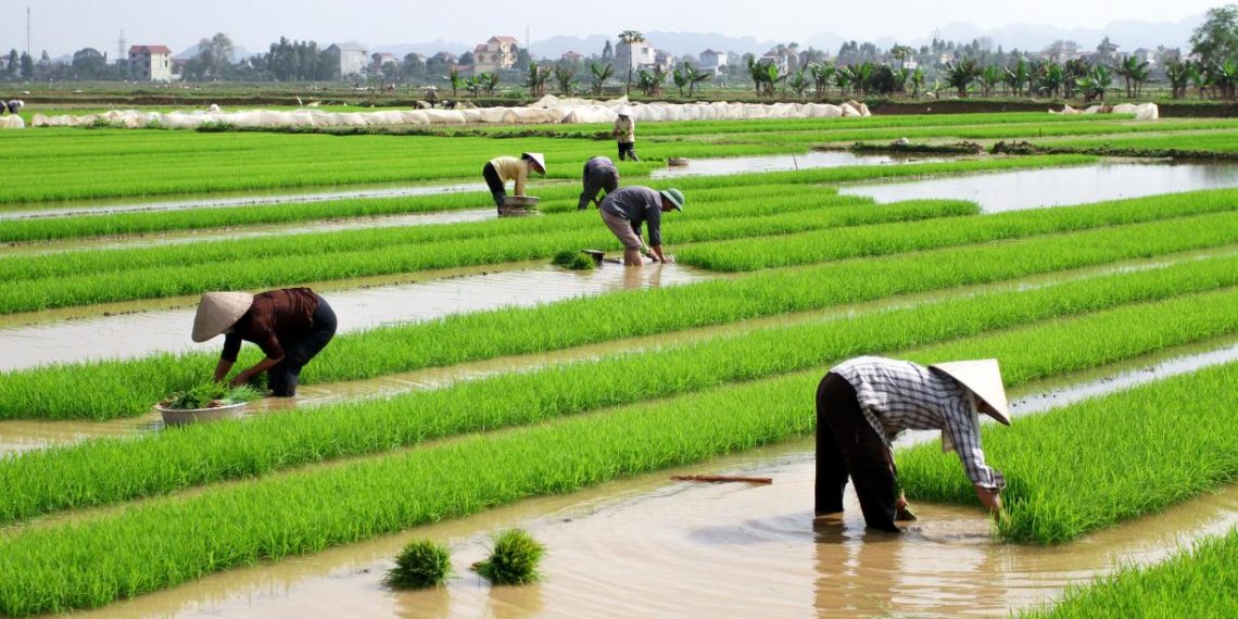 Most Cropland Isn’t Used for Direct Food Consumption