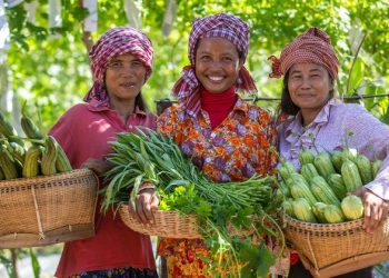 Food prices decline in December following ‘two very volatile years’: FAO