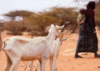 $2.54 billion needed to tackle unprecedented health needs in 2023: WHO  