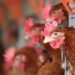 Avian flu reappears in Cambodia, UN health agency warns