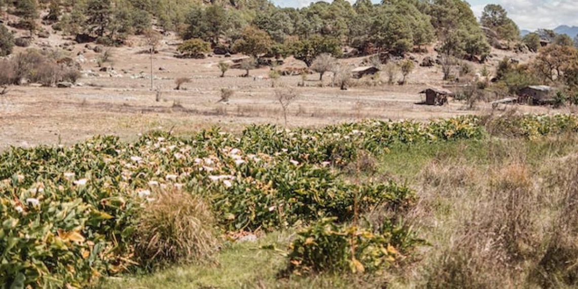 Unlocking Finance for Nature-based Solutions