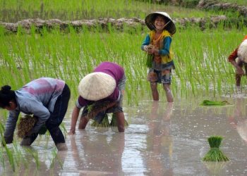 Revive and restore wetlands, home to 40 per cent of all biodiversity