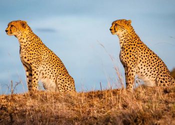 To save a million species, World Wildlife Day underscores crucial role of partnerships