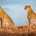 To save a million species, World Wildlife Day underscores crucial role of partnerships
