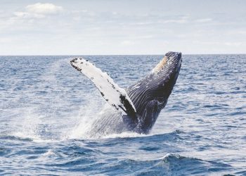 UN delegates reach historic agreement on protecting marine biodiversity in international waters