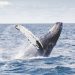 UN delegates reach historic agreement on protecting marine biodiversity in international waters