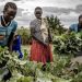 LDC5: UN conference weighs building resilient agrifood systems in the face of risk and uncertainty