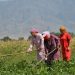 Gender inequalities in food and agriculture are costing world $1 trillion: FAO