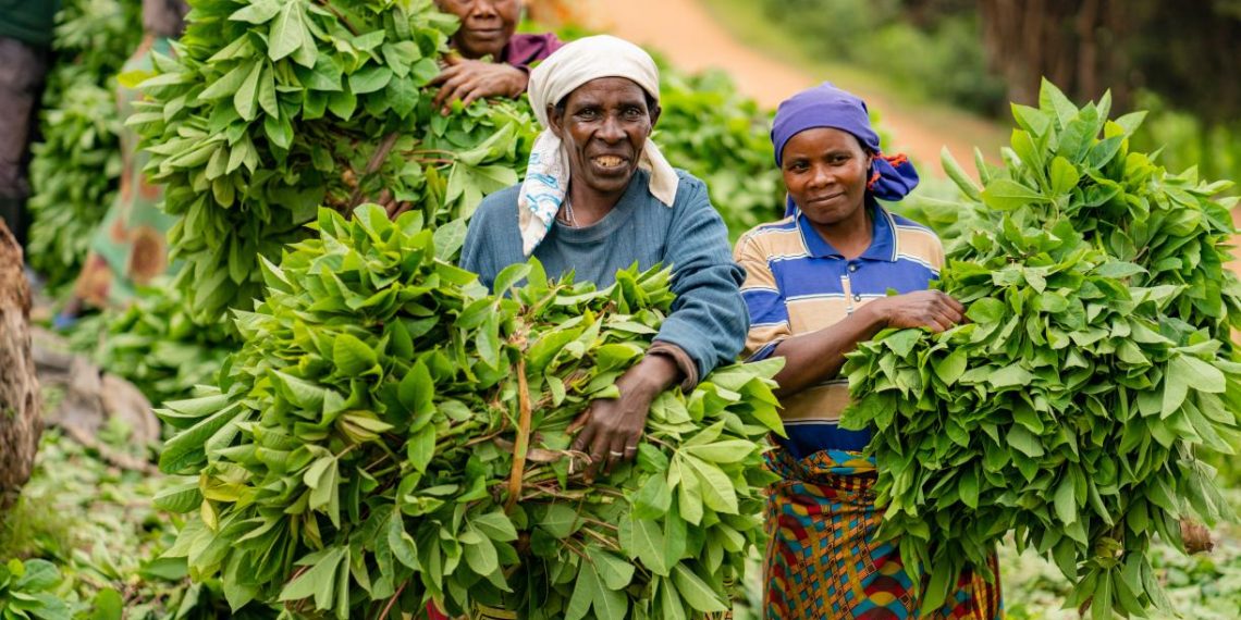 How Small-scale Farmers Can Save Africa’s Degraded Lands