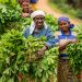 How Small-scale Farmers Can Save Africa’s Degraded Lands