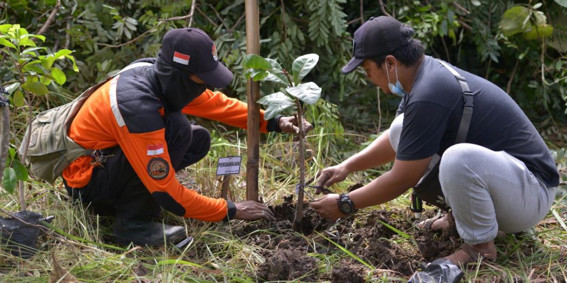How Restoring Degraded Forests Affects Temperature and Precipitation