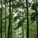 UN Forum on Forests: 5 things you need to know