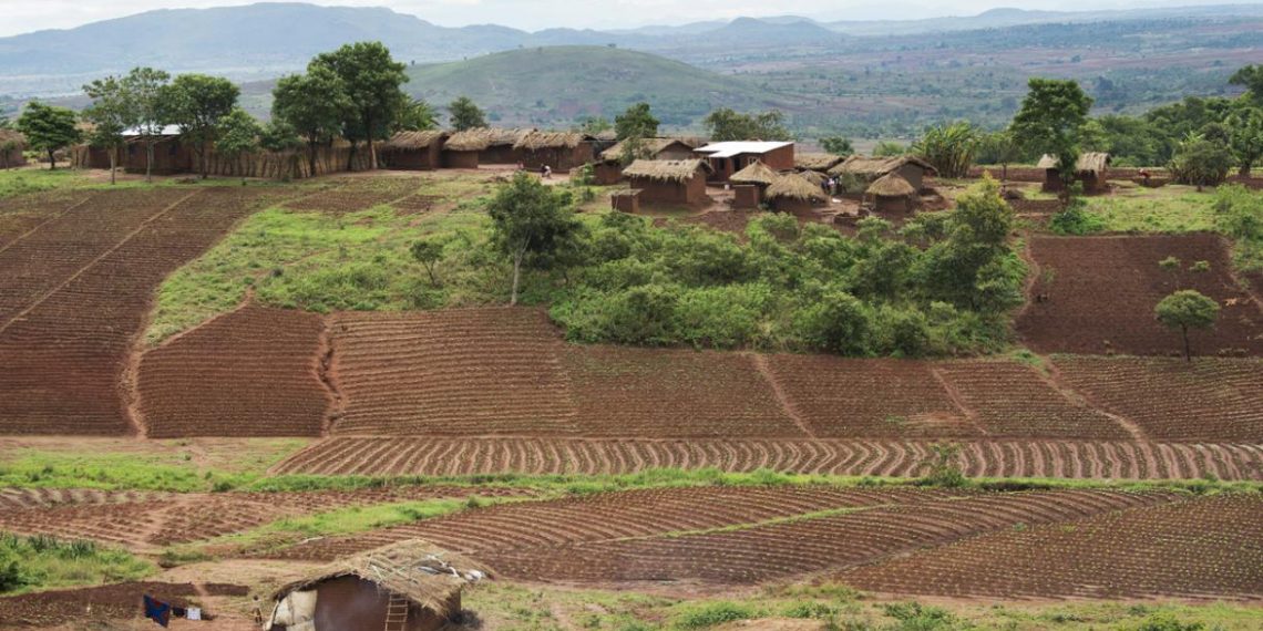 Restoration Improves Food Security in Malawi