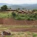 Restoration Improves Food Security in Malawi