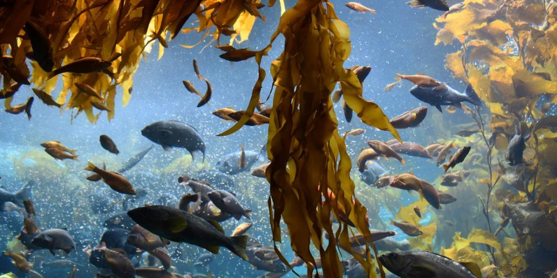 What is Kelp and How Can We Protect It?