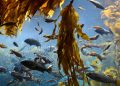 What is Kelp and How Can We Protect It?