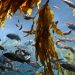 What is Kelp and How Can We Protect It?