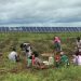 India’s Solar Transition Can Uproot or Uplift Landless Workers