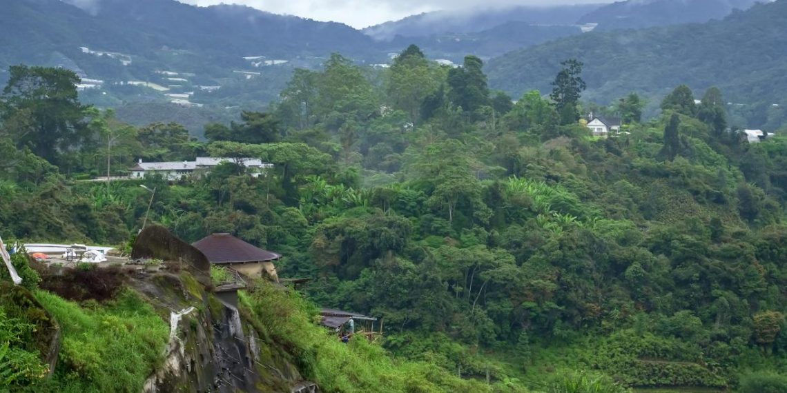 How Companies Can Use Voluntary Carbon Markets to Protect Tropical Forests