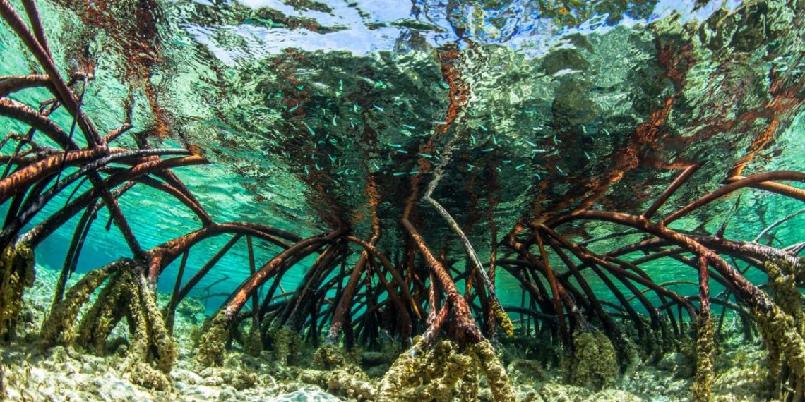 What is “Blue Carbon” and How Can It Tackle the Climate Crisis?