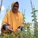 From ashes to riches: Profiting from peatland in Indonesia