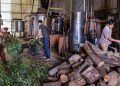 WHO summit aims to unlock power of traditional medicine through science