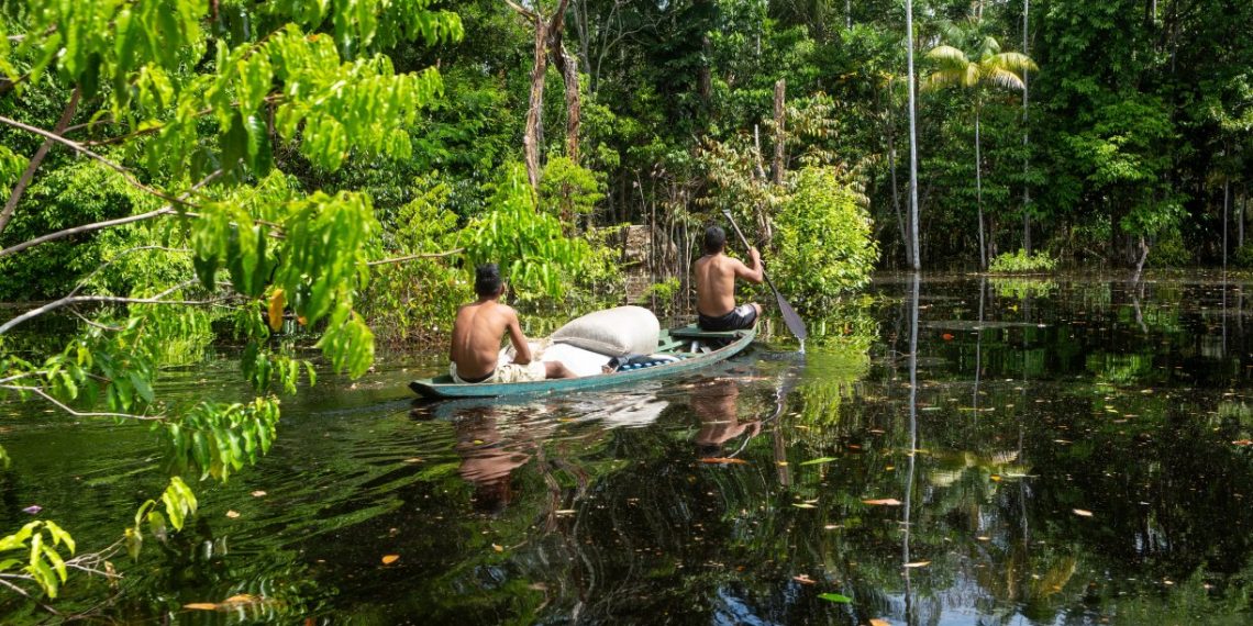 Healthy Forests Are Assets. Degraded Ones Are Liabilities