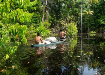 Healthy Forests Are Assets. Degraded Ones Are Liabilities