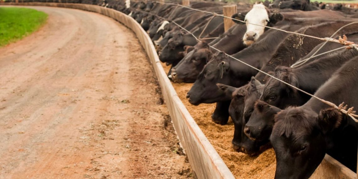 Does Low-Emissions Beef Exist? | World Resources Institute