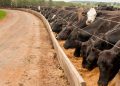 Does Low-Emissions Beef Exist? | World Resources Institute