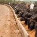 Does Low-Emissions Beef Exist? | World Resources Institute