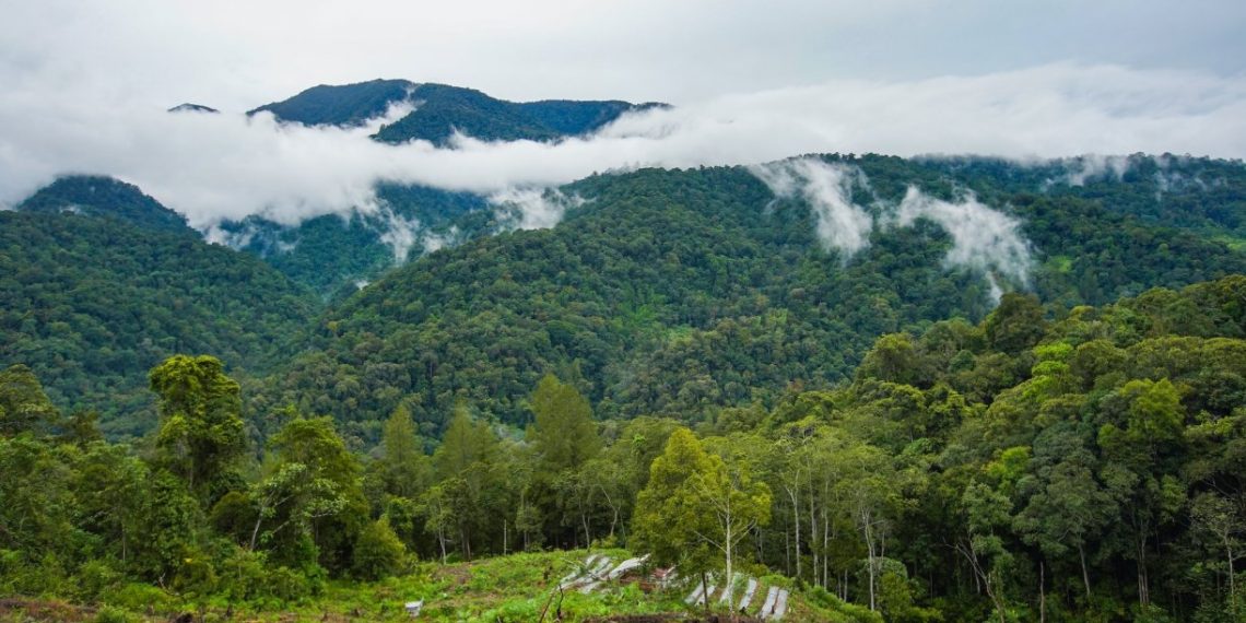 Indonesian Communities Protect Millions of Hectares of Rainforest