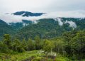 Indonesian Communities Protect Millions of Hectares of Rainforest