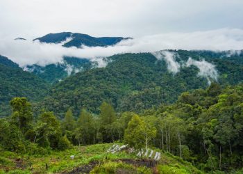 Indonesian Communities Protect Millions of Hectares of Rainforest
